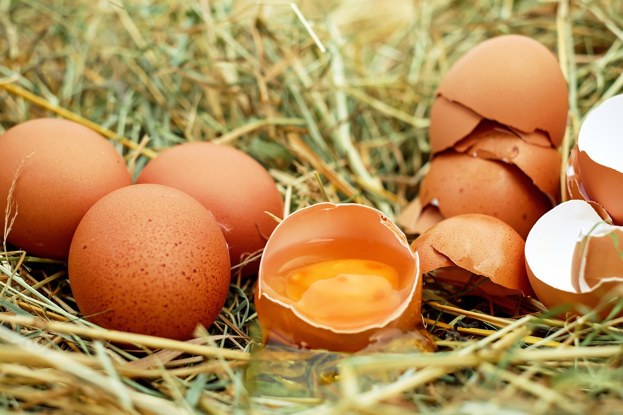 The Journey of an Egg Donor: A Step-by-Step Look at the Process